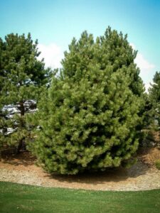 Сосна Чёрная (Pinus Nigra) купить по цене от 270.00р. в интернет-магазине «Посадика» с доставкой почтой в в Лузае и по всей России – [изображение №1].