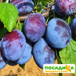 Слива Чачакская ранняя купить по цене от 229.00р. в интернет-магазине «Посадика» с доставкой почтой в в Лузае и по всей России – [изображение №1].