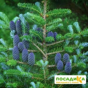 Пихта корейская (Abies koreana) купить по цене от 450.00р. в интернет-магазине «Посадика» с доставкой почтой в в Лузае и по всей России – [изображение №1].