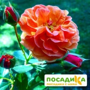 Роза Арабия купить по цене от 350.00р. в интернет-магазине «Посадика» с доставкой почтой в в Лузае и по всей России – [изображение №1].