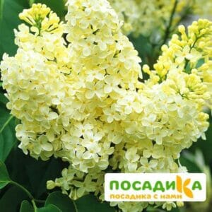 Сирень Примроуз (Primrose) купить по цене от 529.00р. в интернет-магазине «Посадика» с доставкой почтой в в Лузае и по всей России – [изображение №1].