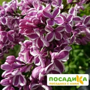 Сирень Сенсация купить по цене от 529.00р. в интернет-магазине «Посадика» с доставкой почтой в в Лузае и по всей России – [изображение №1].