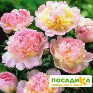 Пион Распберри Сандей (Paeonia Raspberry Sundae) купить по цене от 959р. в интернет-магазине «Посадика» с доставкой почтой в в Лузае и по всей России – [изображение №1].