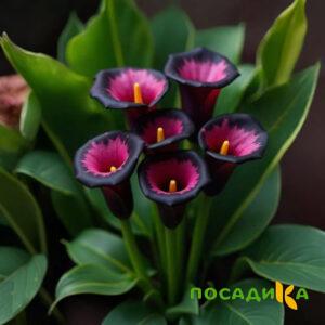 Калла Аура Лейс купить по цене от 400р. в интернет-магазине «Посадика» с доставкой почтой в в Лузае и по всей России – [изображение №1].