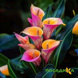 Калла Оникс купить по цене от 450р. в интернет-магазине «Посадика» с доставкой почтой в в Лузае и по всей России – [изображение №1].