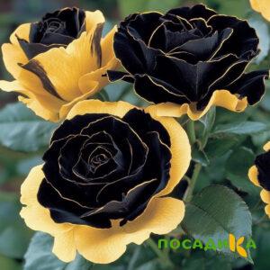 Роза Ханни Сикл купить по цене от 700р. в интернет-магазине «Посадика» с доставкой почтой в в Лузае и по всей России – [изображение №1].