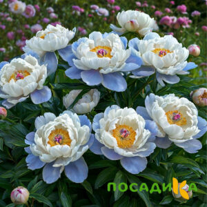 Пион акварельный Этюд купить по цене от 806р. в интернет-магазине «Посадика» с доставкой почтой в в Лузае и по всей России – [изображение №1].