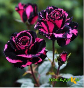 Роза Багровый Шепот купить по цене от 366р. в интернет-магазине «Посадика» с доставкой почтой в в Лузае и по всей России – [изображение №1].