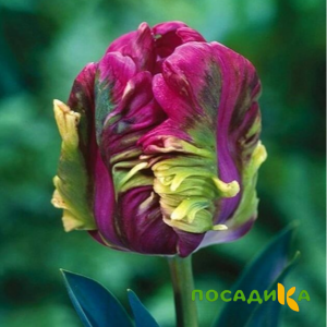 Тюльпан Экзотик Хэвен купить по цене от 186р. в интернет-магазине «Посадика» с доставкой почтой в в Лузае и по всей России – [изображение №1].