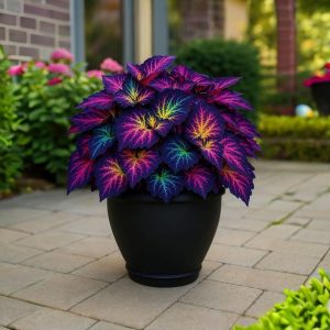 Хоста Фрости Блю купить по цене от 389р. в интернет-магазине «Посадика» с доставкой почтой в в Лузае и по всей России – [изображение №1].