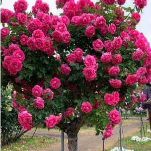 Роза Версаля купить по цене от 232р. в интернет-магазине «Посадика» с доставкой почтой в в Лузае и по всей России – [изображение №1].