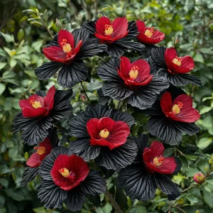 Гибискус Ройял Афеа купить по цене от 460р. в интернет-магазине «Посадика» с доставкой почтой в в Лузае и по всей России – [изображение №1].